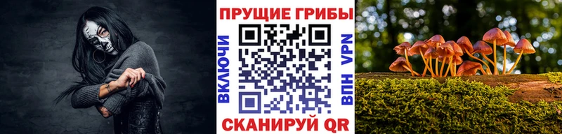 цена   Кинель  Псилоцибиновые грибы MAGIC MUSHROOMS 
