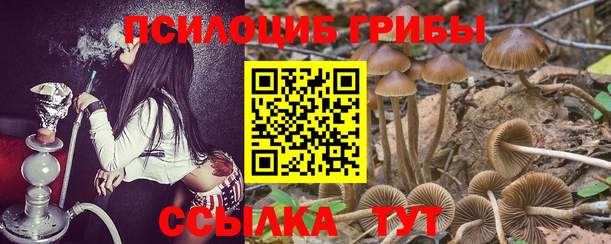 Псилоцибиновые грибы Psilocybine cubensis Кинель